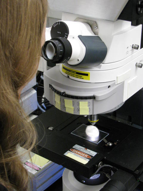 A BEP scientist examines cotton fibers, a component of U.S. currency paper.